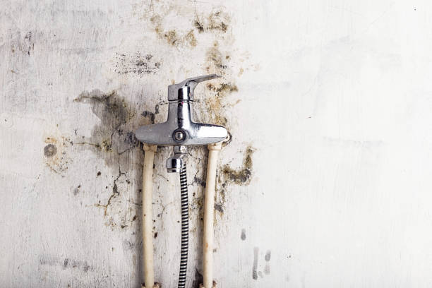 Best Home Mold Removal  in Odell, OR