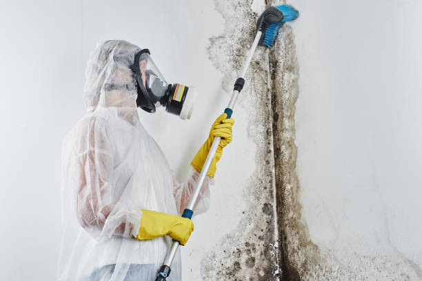 Best Commercial Mold Removal  in Odell, OR