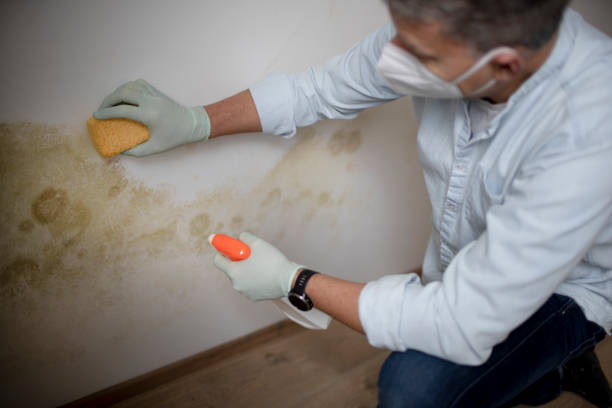 Office Mold Removal Services in Odell, OR
