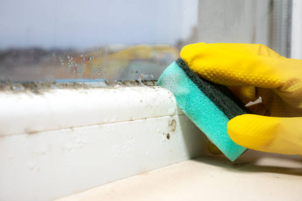 Best Home Mold Removal  in Odell, OR
