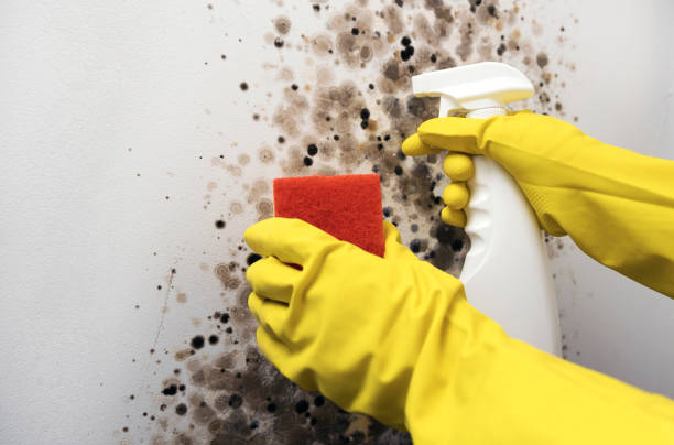 Best Mold Removal and Inspection  in Odell, OR