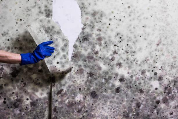 Best Crawl Space Mold Removal  in Odell, OR