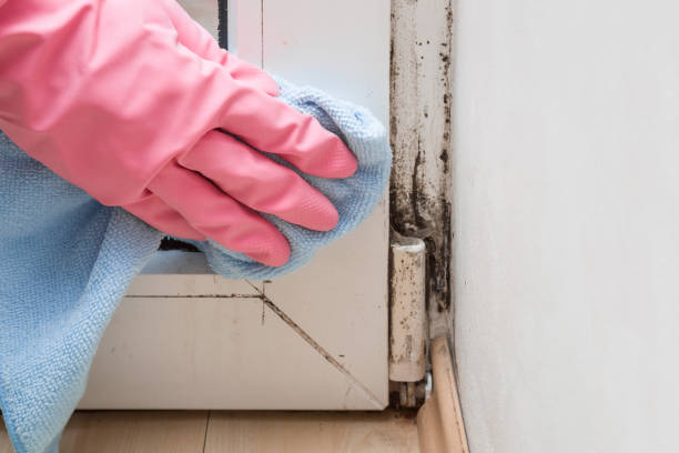 Best Toxic Mold Removal  in Odell, OR