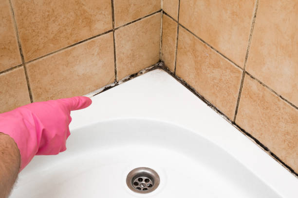 Best Affordable Mold Removal  in Odell, OR